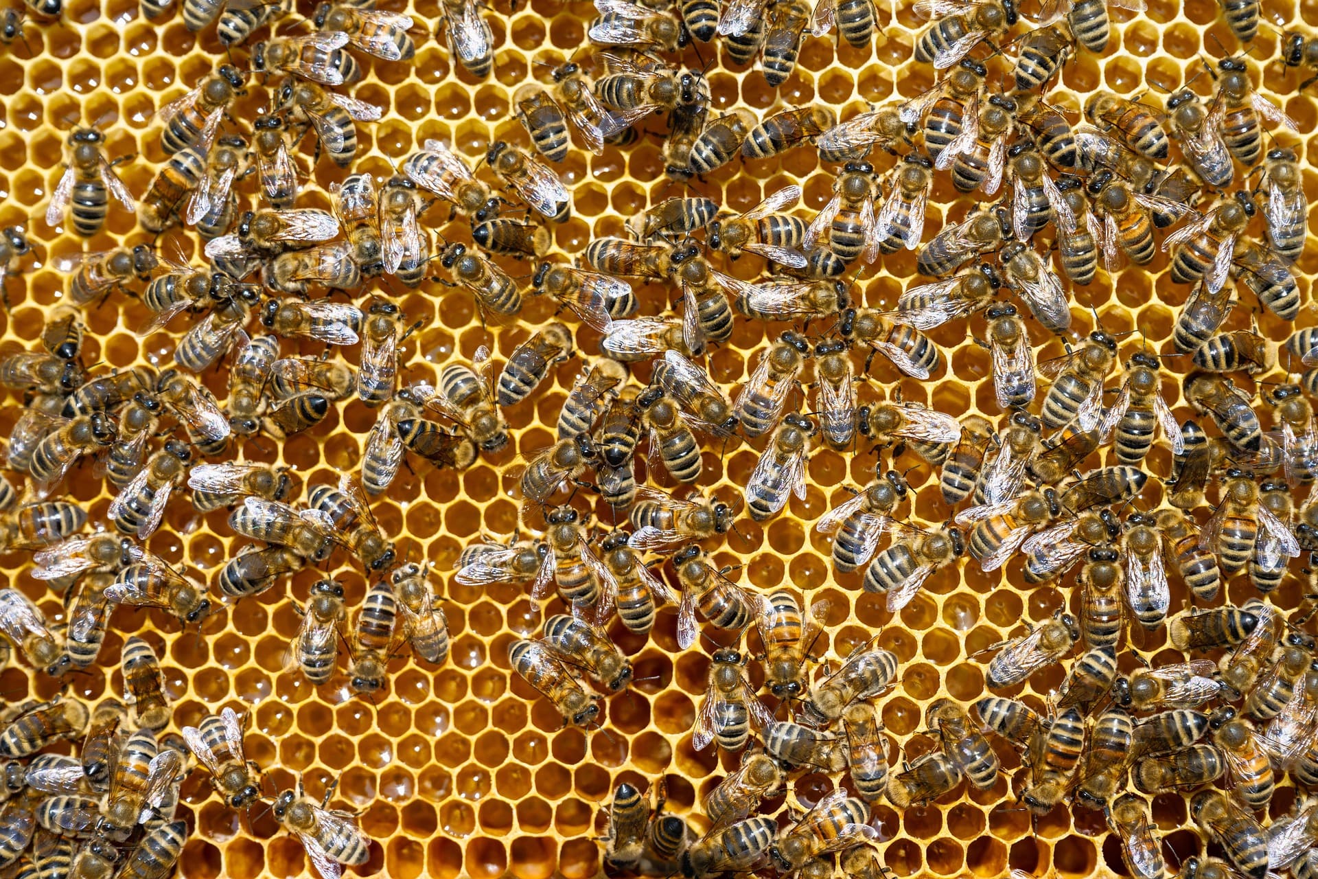 Close-up of honey bees during quality checks